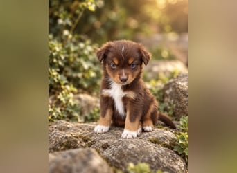 Mini Miniature Australian Shepherd Welpen mit Papieren