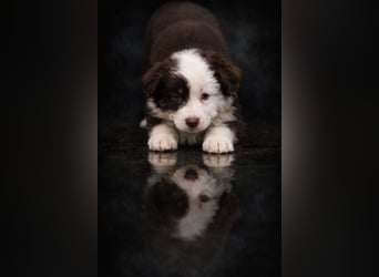 Miniature Australian Shepherd Welpen mit Papieren
