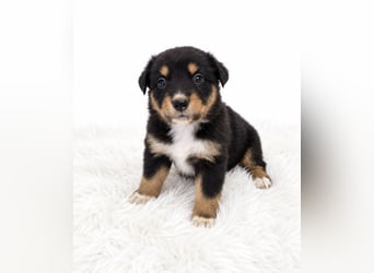 Unsere wunderschönen Miniature Australian Shepherd Welpen machen sich bereits jetzt auf die Suche na