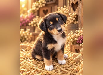 Unsere wunderschönen Miniature Australian Shepherd Welpen machen sich bereits jetzt auf die Suche na