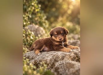 Mini Miniature Australian Shepherd Welpen mit Papieren