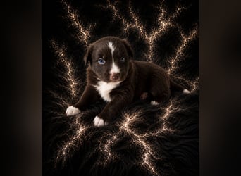 Miniature Australian Shepherd Welpen mit Papieren