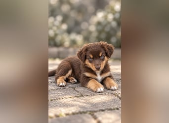 Mini Miniature Australian Shepherd Welpen mit Papieren