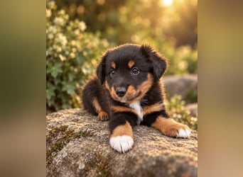Mini Miniature Australian Shepherd Welpen mit Papieren
