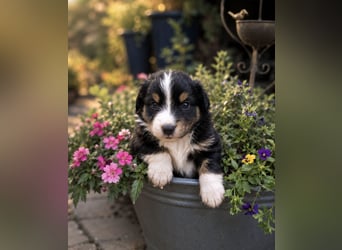 Mini Miniature Australian Shepherd Welpen mit Papieren