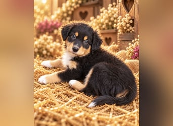 Unsere wunderschönen Miniature Australian Shepherd Welpen machen sich bereits jetzt auf die Suche na