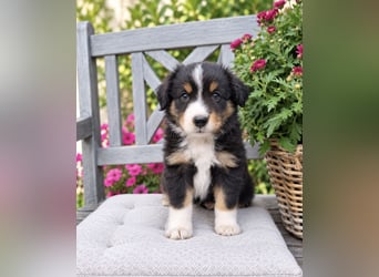 Mini Miniature Australian Shepherd Welpen mit Papieren