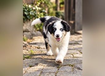 Miniature Australian Shepherd Welpen mit Papieren