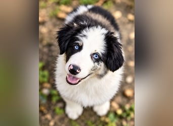 Miniature Australian Shepherd Welpen mit Papieren