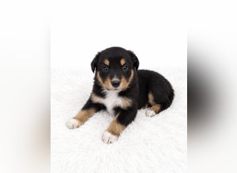 Unsere wunderschönen Miniature Australian Shepherd Welpen machen sich bereits jetzt auf die Suche na