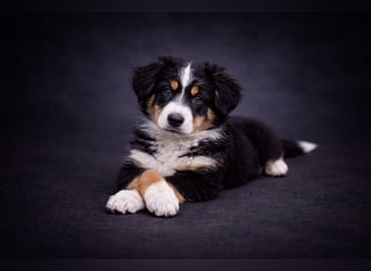Miniature Australian Shepherd Welpen mit Papieren
