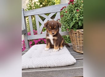 Mini Miniature Australian Shepherd Welpen mit Papieren