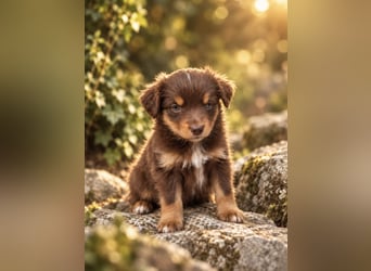 Mini Miniature Australian Shepherd Welpen mit Papieren