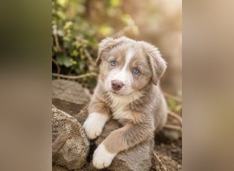 Miniature Australian Shepherd Welpen mit Papieren