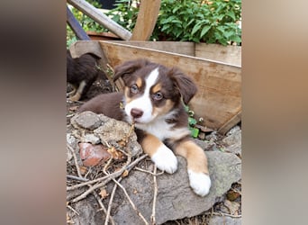 Unsere wunderschönen Miniature Australian Shepherd Welpen machen sich bereits jetzt auf die Suche na