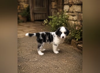 Miniature Australian Shepherd Welpen mit Papieren