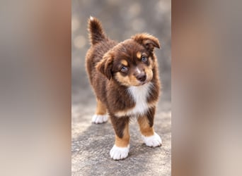 Mini Miniature Australian Shepherd Welpen mit Papieren