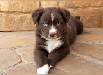 Miniature Australian Shepherd Welpen mit Papieren