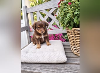 Mini Miniature Australian Shepherd Welpen mit Papieren