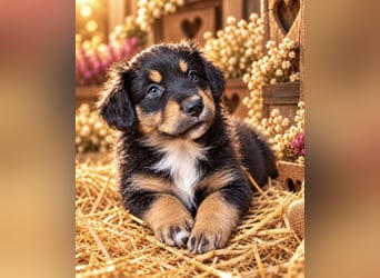 Unsere wunderschönen Miniature Australian Shepherd Welpen machen sich bereits jetzt auf die Suche na