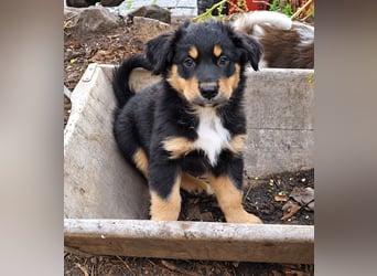 Unsere wunderschönen Miniature Australian Shepherd Welpen machen sich bereits jetzt auf die Suche na