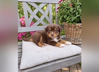 Mini Miniature Australian Shepherd Welpen mit Papieren