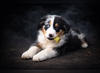 Miniature Australian Shepherd Welpen mit Papieren
