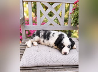 Miniature Australian Shepherd Welpen mit Papieren