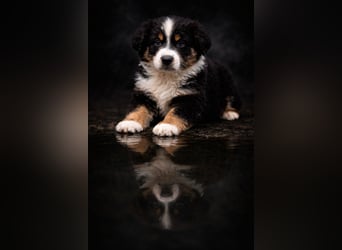 Miniature Australian Shepherd Welpen mit Papieren