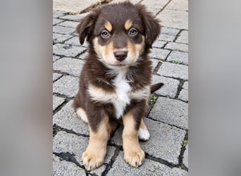 Unsere wunderschönen Miniature Australian Shepherd Welpen machen sich bereits jetzt auf die Suche na