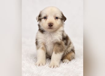 Unsere wunderschönen Miniature Australian Shepherd Welpen machen sich bereits jetzt auf die Suche na