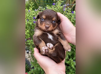 Mini Miniature Australian Shepherd Welpen mit Papieren