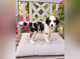 Miniature Australian Shepherd Welpen mit Papieren