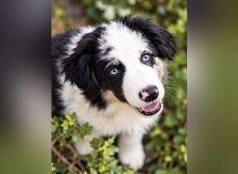 Miniature Australian Shepherd Welpen mit Papieren