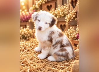 Unsere wunderschönen Miniature Australian Shepherd Welpen machen sich bereits jetzt auf die Suche na