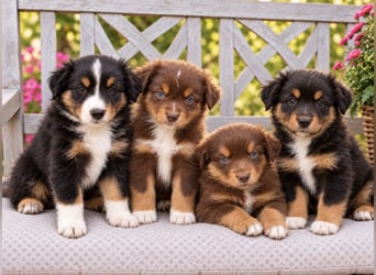 Mini Miniature Australian Shepherd Welpen mit Papieren