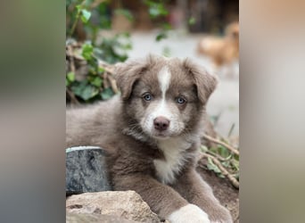 Miniature Australian Shepherd Welpen mit Papieren