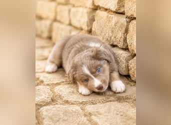 Miniature Australian Shepherd Welpen mit Papieren