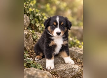 Mini Miniature Australian Shepherd Welpen mit Papieren