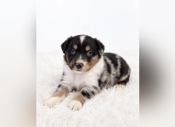 Unsere wunderschönen Miniature Australian Shepherd Welpen machen sich bereits jetzt auf die Suche na