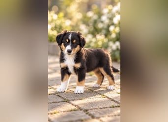 Mini Miniature Australian Shepherd Welpen mit Papieren