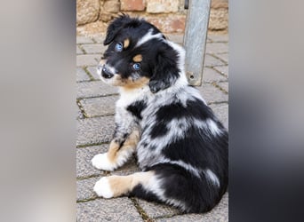 Unsere wunderschönen Miniature Australian Shepherd Welpen machen sich bereits jetzt auf die Suche na