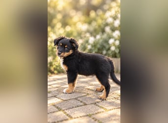 Mini Miniature Australian Shepherd Welpen mit Papieren