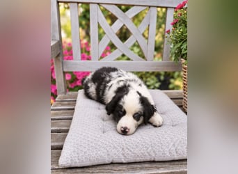 Miniature Australian Shepherd Welpen mit Papieren