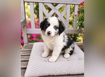 Miniature Australian Shepherd Welpen mit Papieren