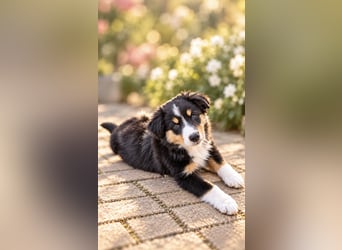 Mini Miniature Australian Shepherd Welpen mit Papieren