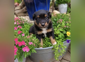 Mini Miniature Australian Shepherd Welpen mit Papieren