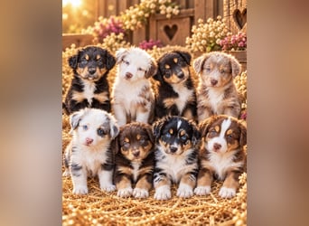 Unsere wunderschönen Miniature Australian Shepherd Welpen machen sich bereits jetzt auf die Suche na