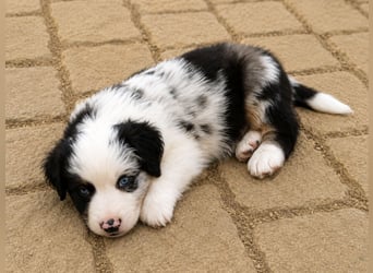 Miniature Australian Shepherd Welpen mit Papieren