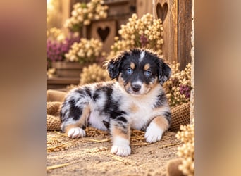 Unsere wunderschönen Miniature Australian Shepherd Welpen machen sich bereits jetzt auf die Suche na